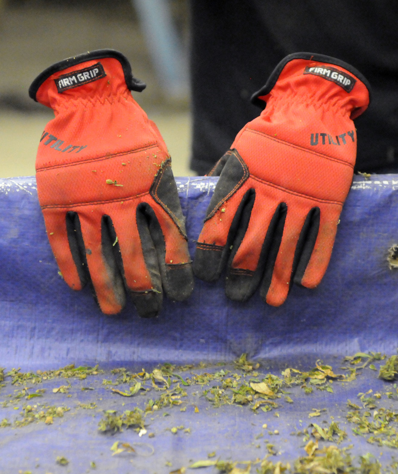 Austin Slater's gloves sit during his break at the Hemp Hill processing facility